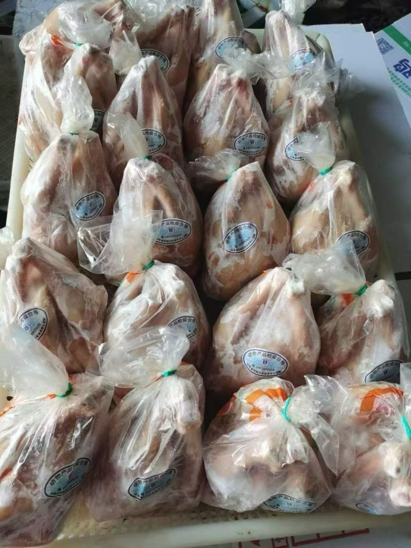 净膛，半净膛老母鸡