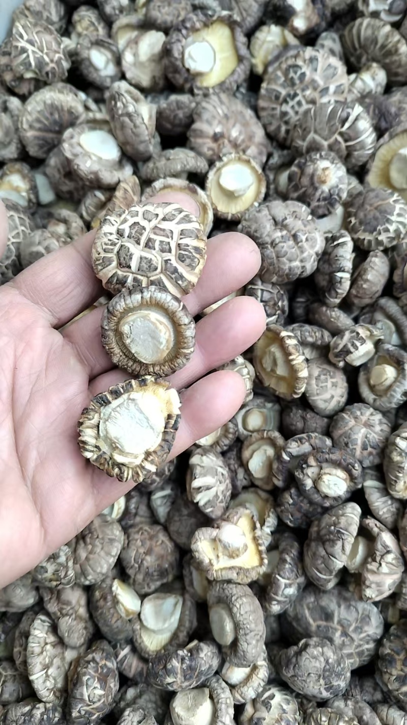 新上市茶花菇产地直销肉厚，形状好，带白
