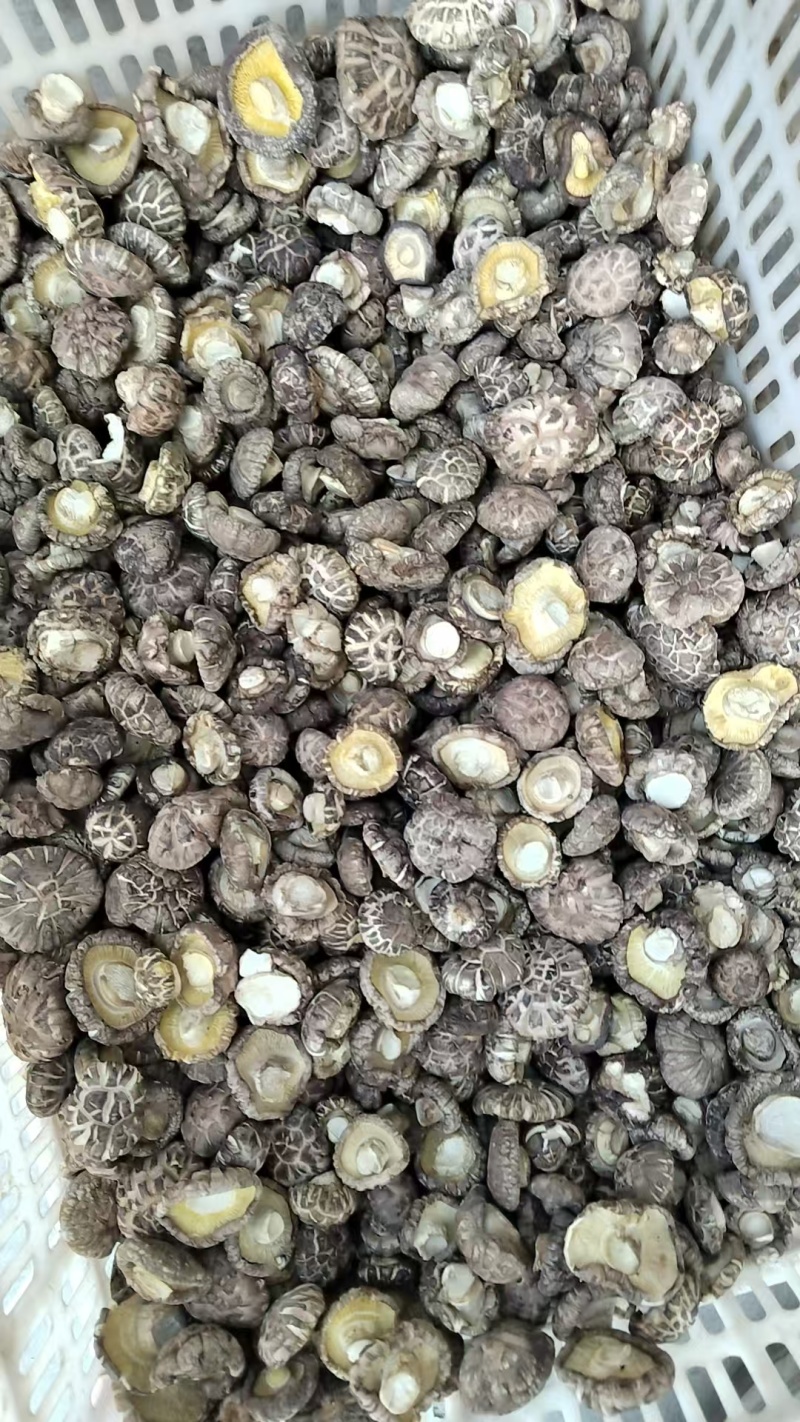 新上市茶花菇产地直销肉厚，形状好，带白