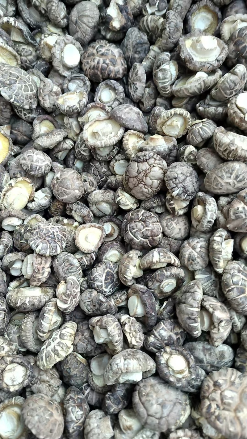 新上市茶花菇产地直销肉厚，形状好，带白