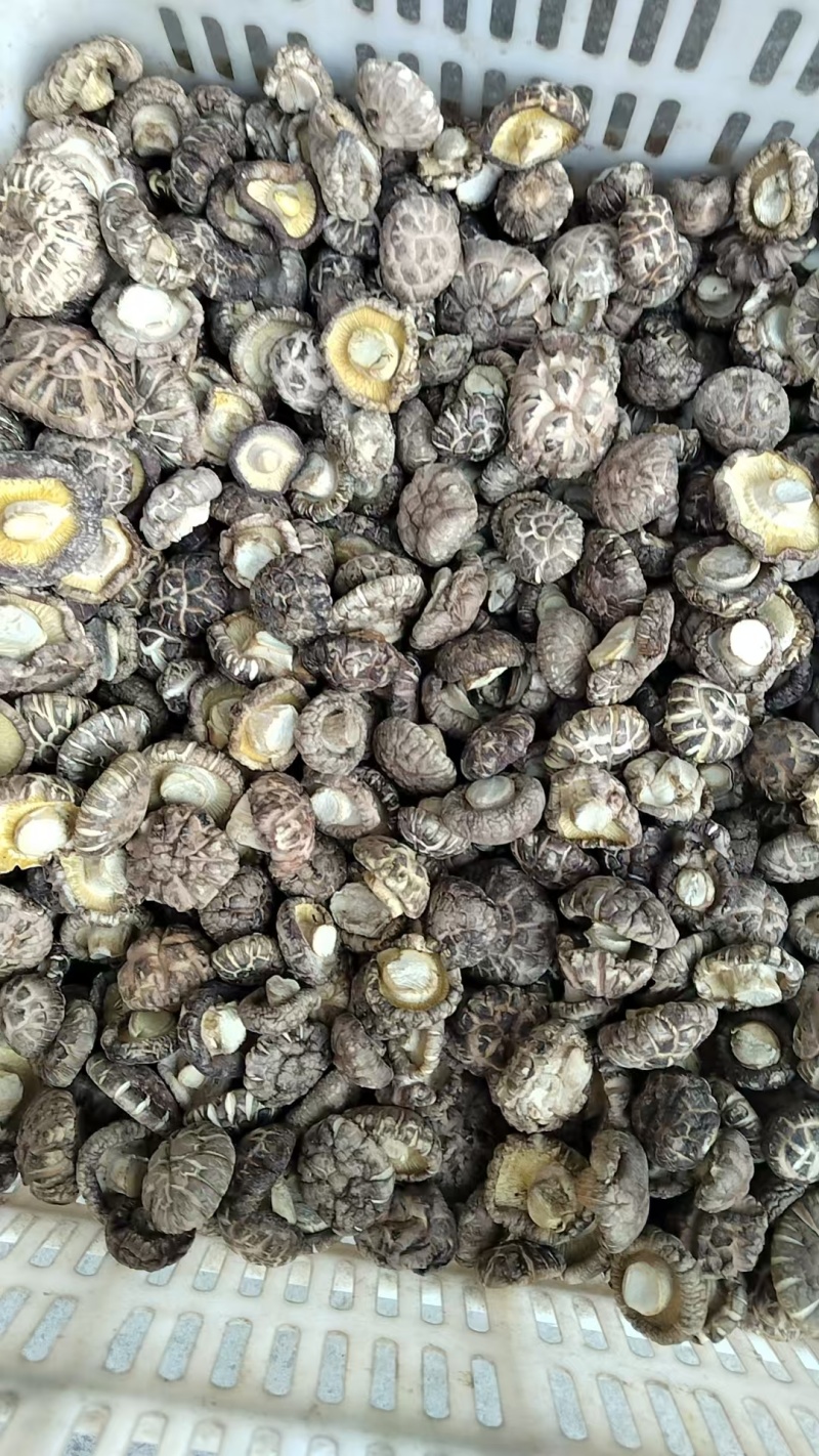 新上市茶花菇产地直销肉厚，形状好，带白