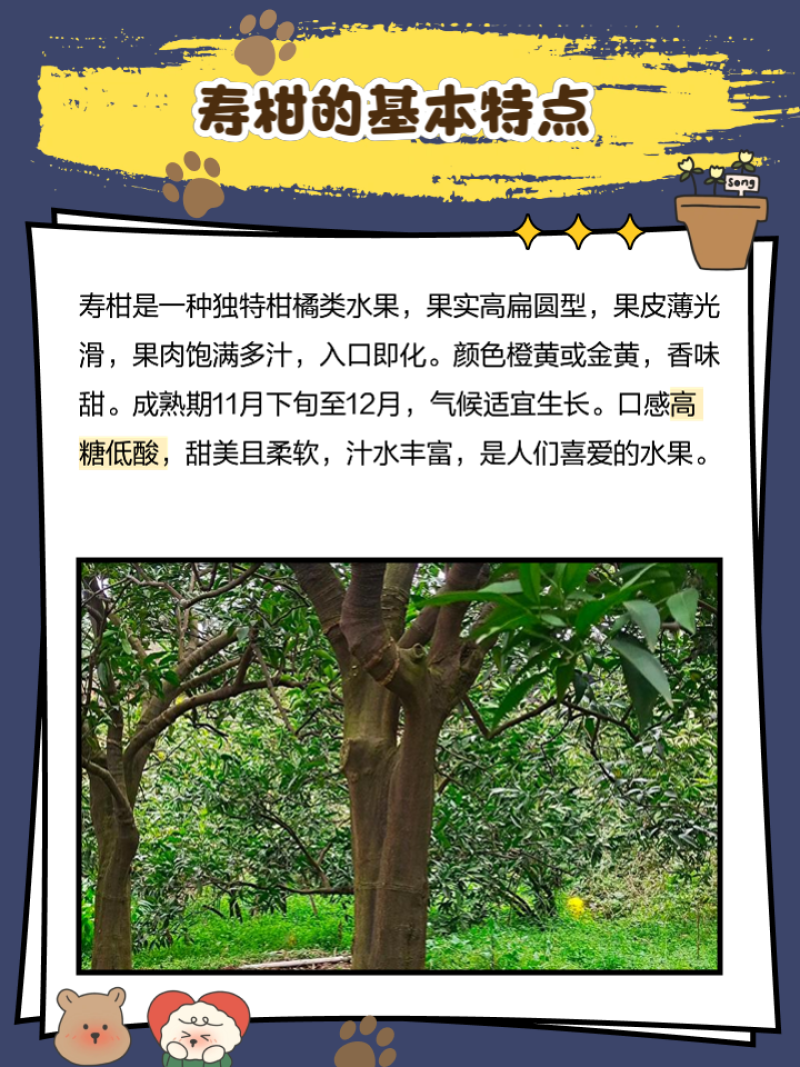 寿柑：果皮桔红色、薄而光滑，果肉橙红细嫩，汁多味甜