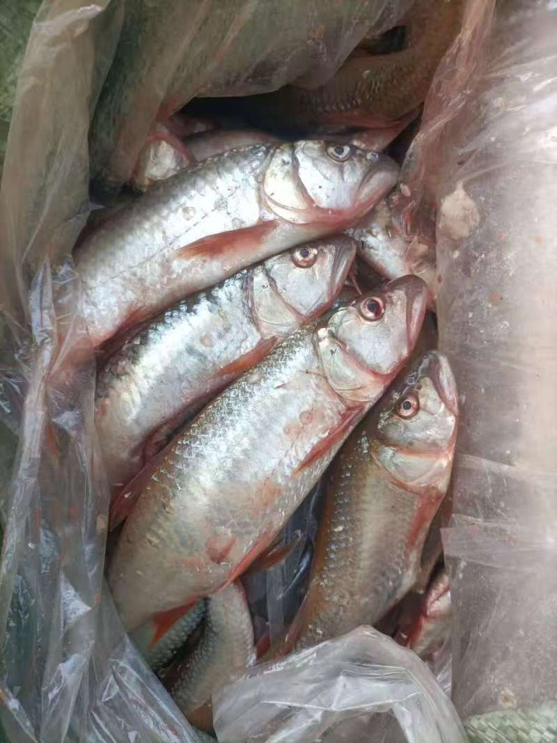 精品马口鱼大量出售，