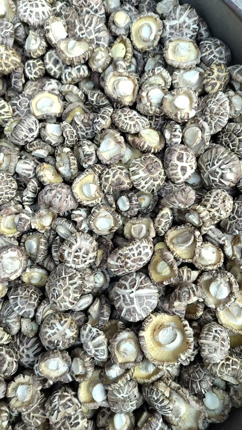 精选白麻花菇肉质厚实，产地直供