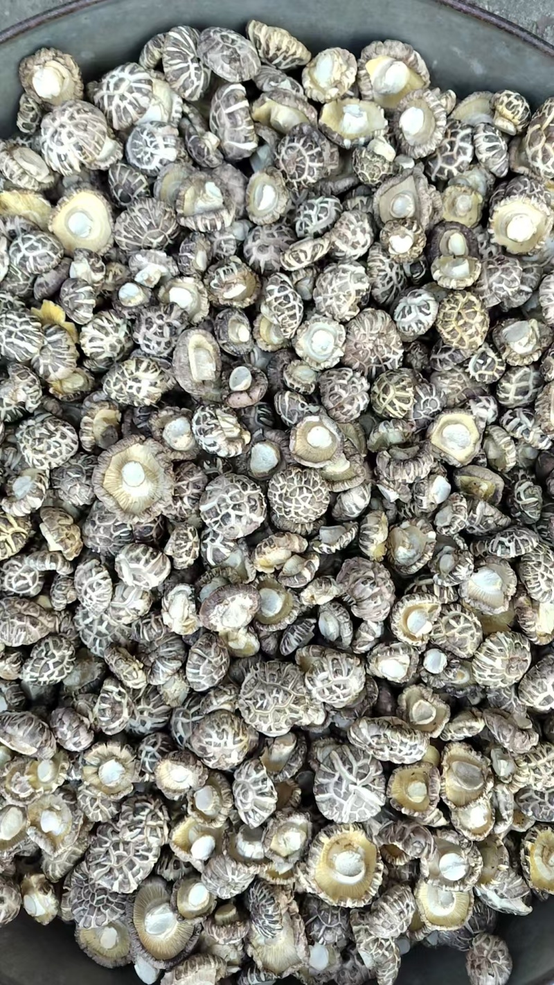精选白麻花菇肉质厚实，产地直供