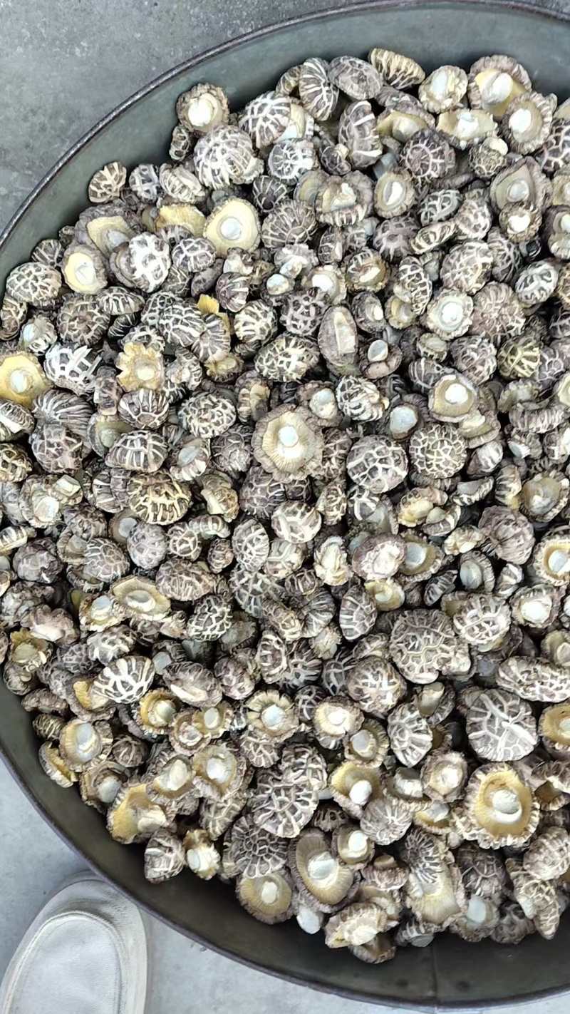 精选白麻花菇肉质厚实，产地直供