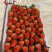 商丘天仙醉草莓《现摘现发》商丘草莓批发/电商平台/商超