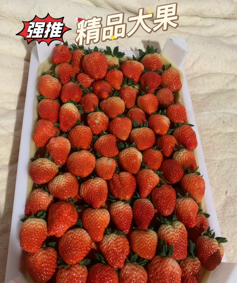 商丘天仙醉草莓《现摘现发》商丘草莓批发/电商平台/商超