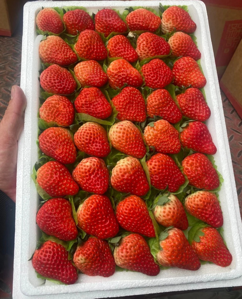 商丘天仙醉草莓《现摘现发》商丘草莓批发/电商平台/商超