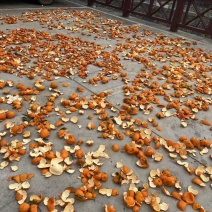 湖南本地中药材陈皮量大价优/可煲汤、欢迎咨询