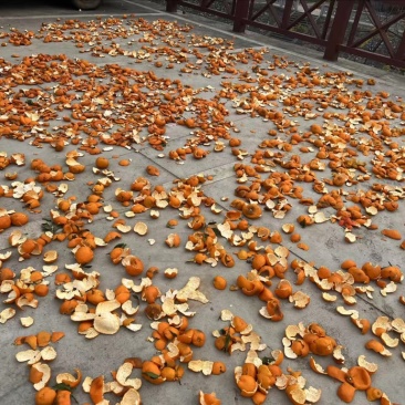 湖南本地中药材陈皮量大价优/可煲汤、欢迎咨询