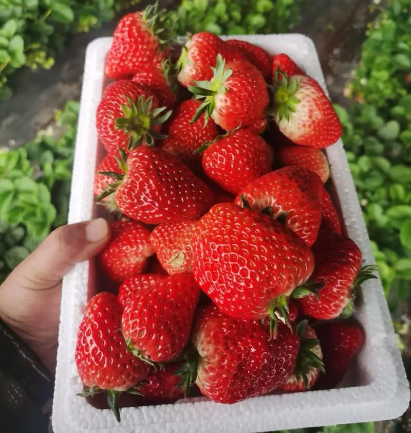 《宁玉草莓》商丘草莓基地批发/电商平台/商超现摘现发