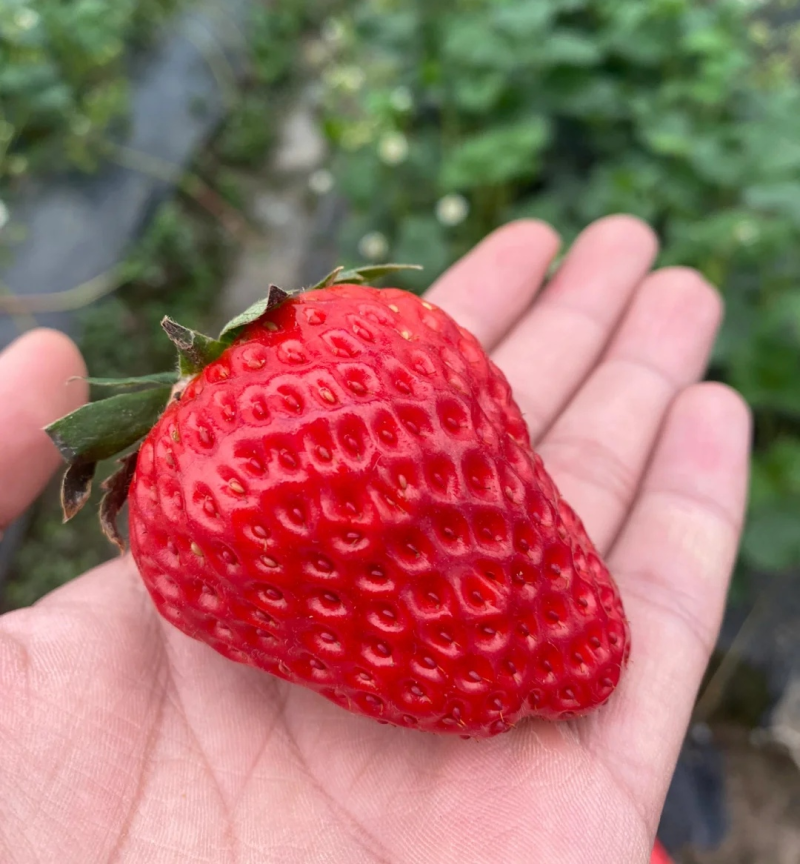 《宁玉草莓》商丘草莓基地批发/电商平台/商超现摘现发