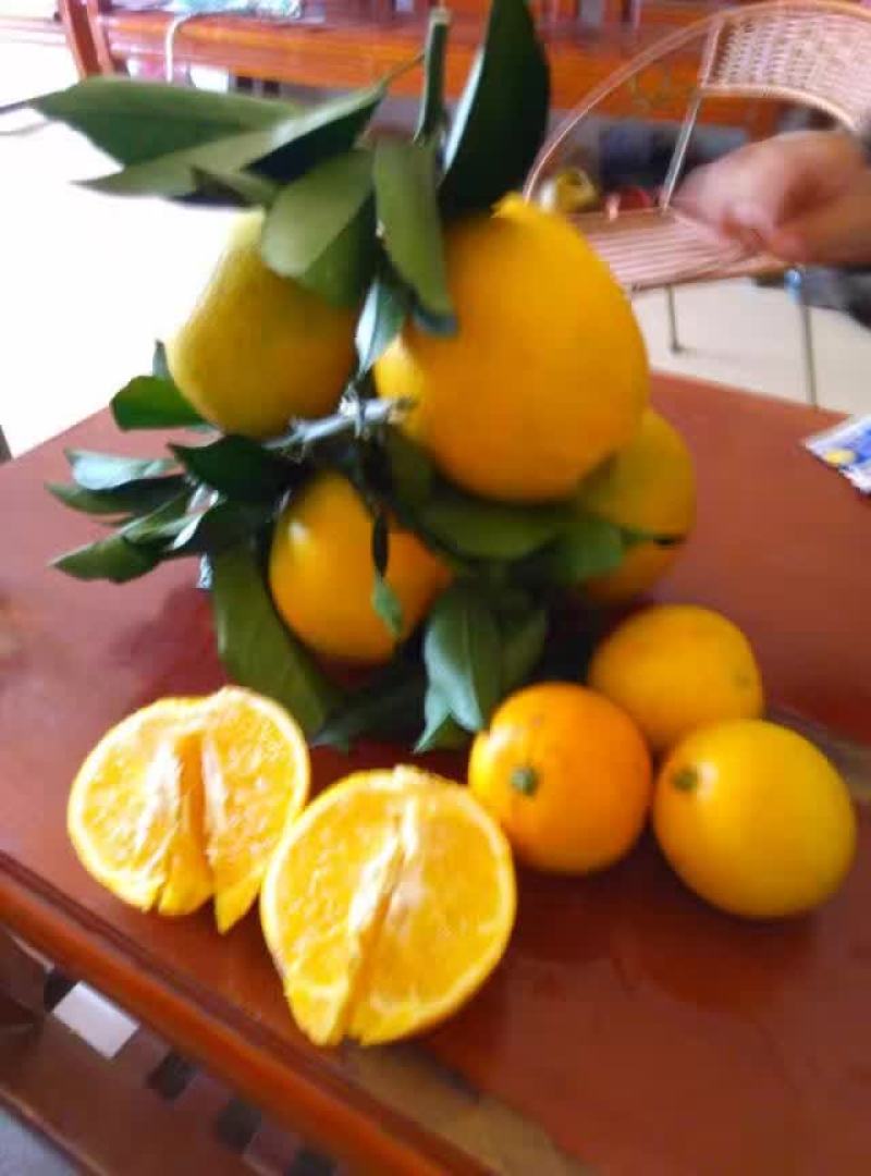 江西赣南脐橙