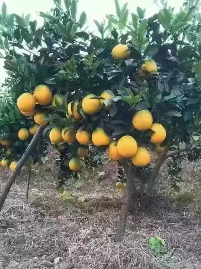 江西赣南脐橙