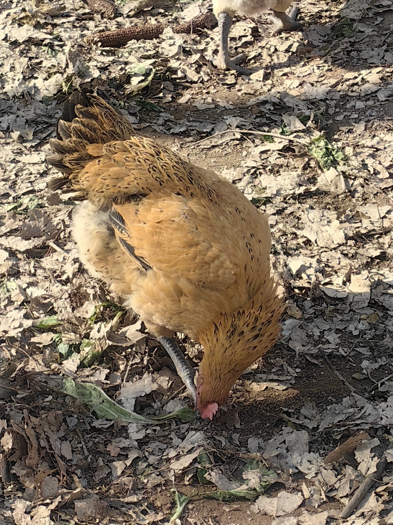 散养土鸡，纯粮食喂养