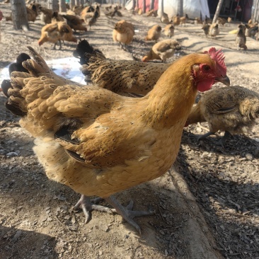 散养土鸡，纯粮食喂养