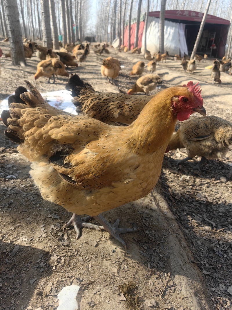 散养土鸡，纯粮食喂养