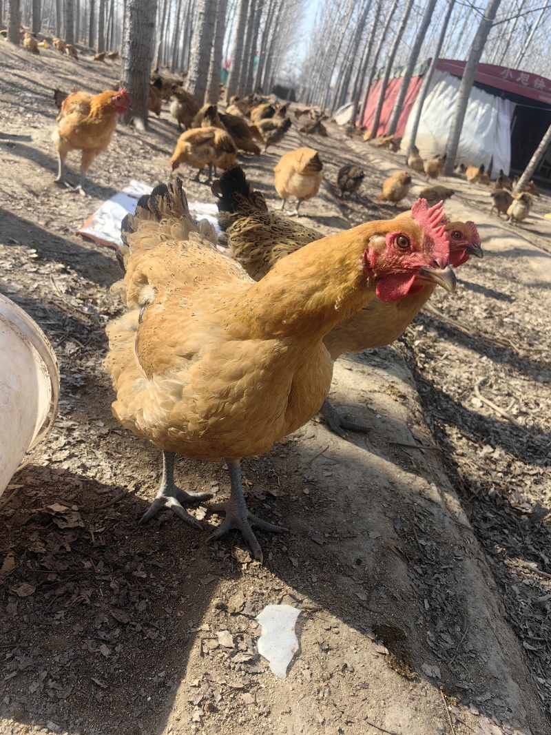 散养土鸡，纯粮食喂养