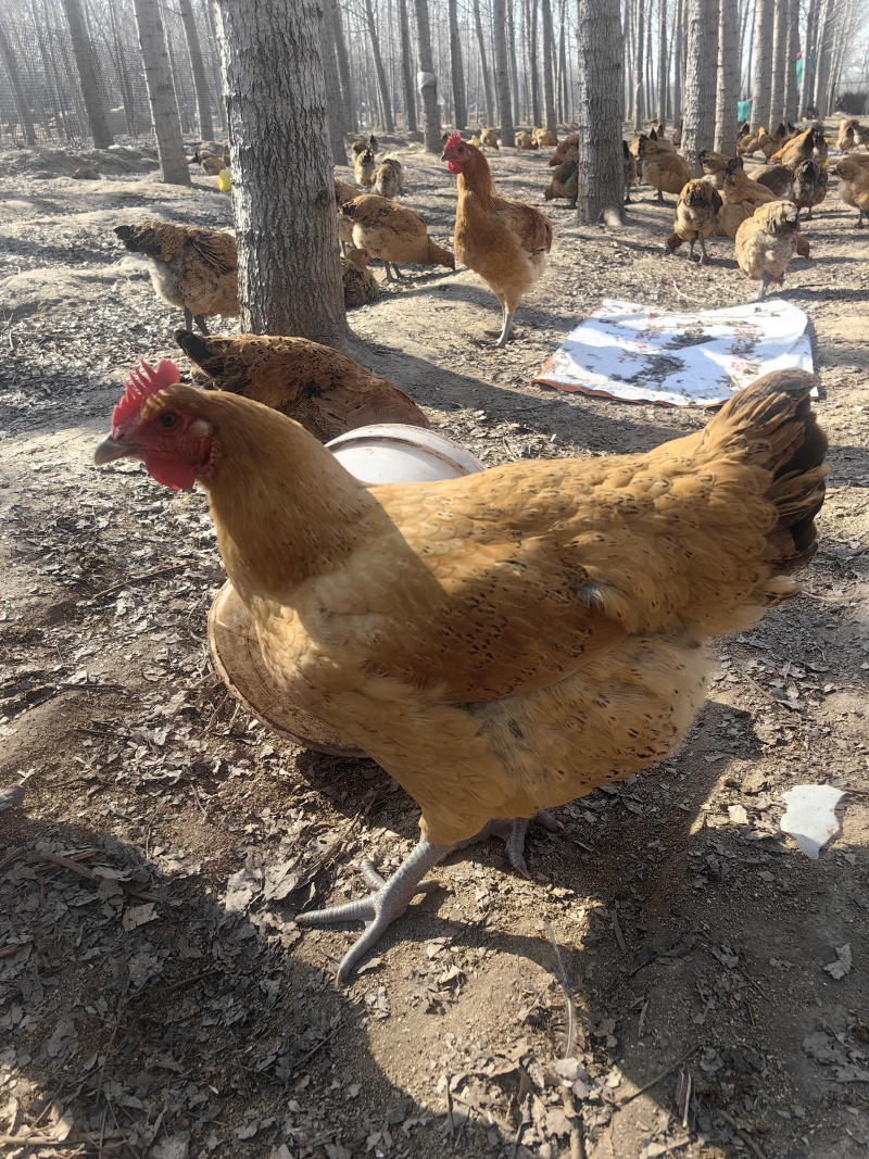 散养土鸡，纯粮食喂养