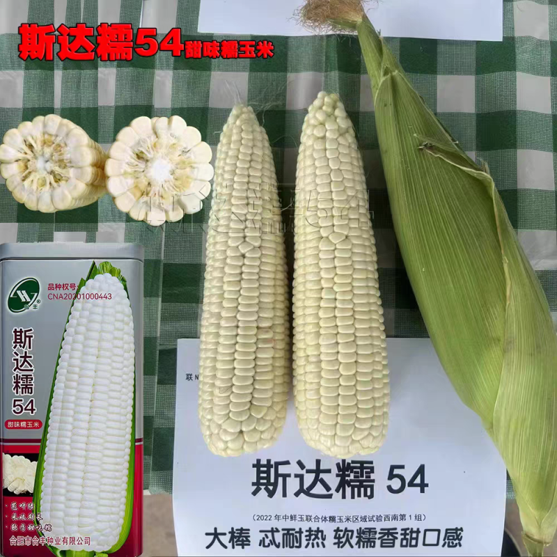 【荐】斯达糯玉米54-白甜糯玉米种子杂交早熟高产甜糯