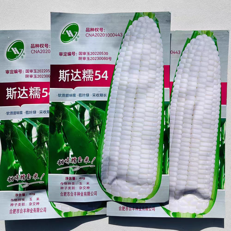 【荐】斯达糯玉米54-白甜糯玉米种子杂交早熟高产甜糯