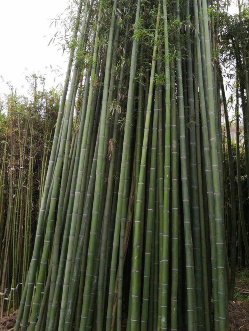 基地大量出售2-10公分青竹