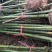 基地大量出售2-10公分青竹