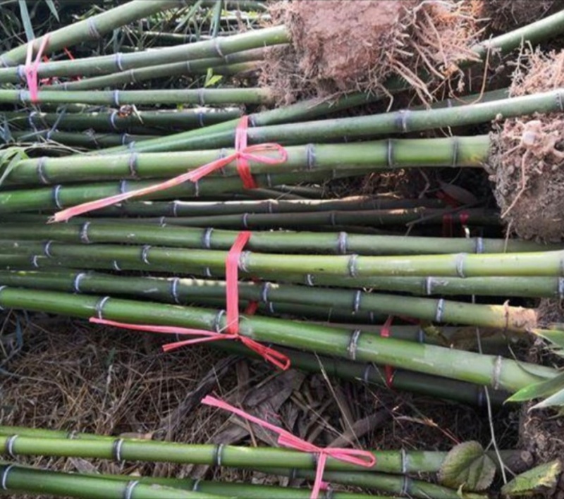 基地大量出售2-10公分青竹