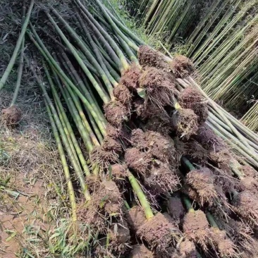 基地大量出售2-10公分青竹