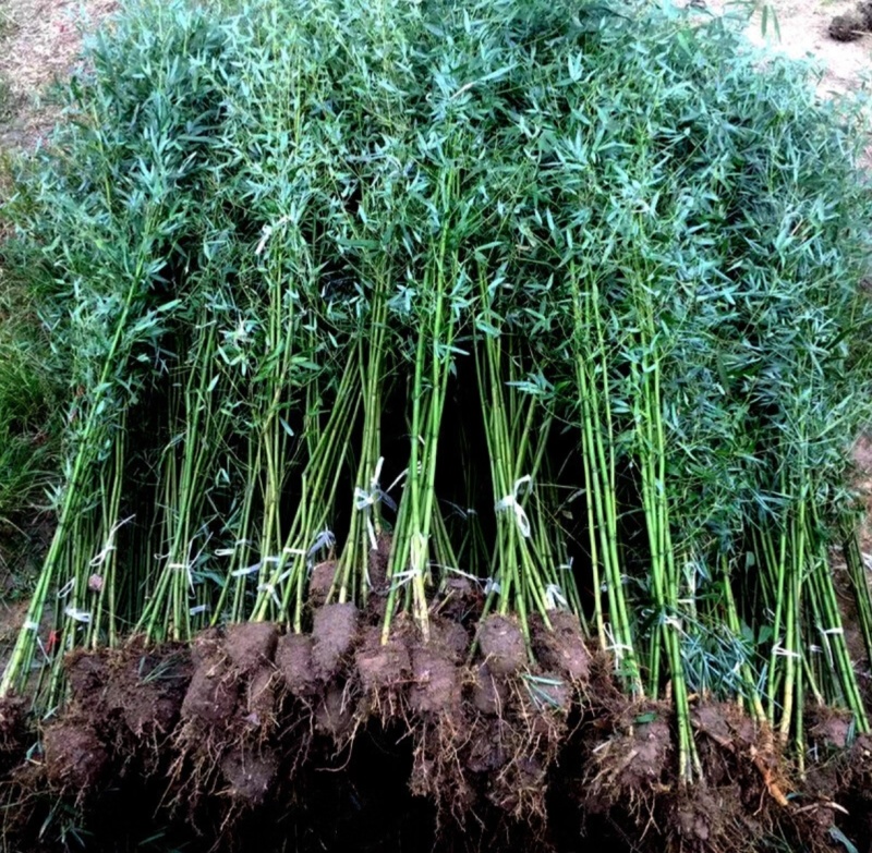 基地大量出售2-10公分青竹
