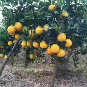 江西赣南脐橙