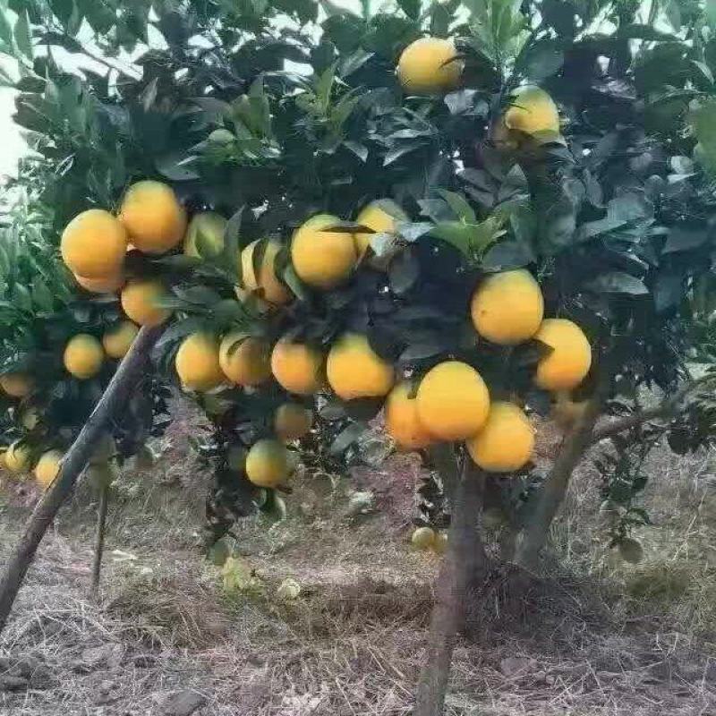 江西赣南脐橙
