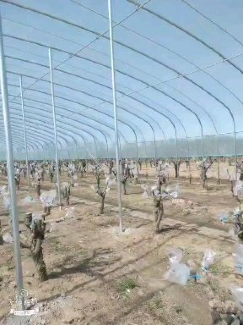 厂家直销蔬菜暖棚果木暖棚拱形暖棚定尺定做