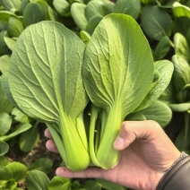 【推荐】上海青小油菜产地直供货源充足代收/代办