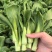 安徽油菜苔上海青苔菜心菜苔广东菜心基地现货供应中