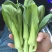 安徽油菜苔上海青苔菜心菜苔广东菜心基地现货供应中