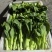 安徽油菜苔上海青苔菜心菜苔广东菜心基地现货供应中