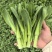 安徽油菜苔上海青苔菜心菜苔广东菜心基地现货供应中