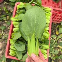 精品上海青，小油菜，小青菜，产地直发，实力代收/代办