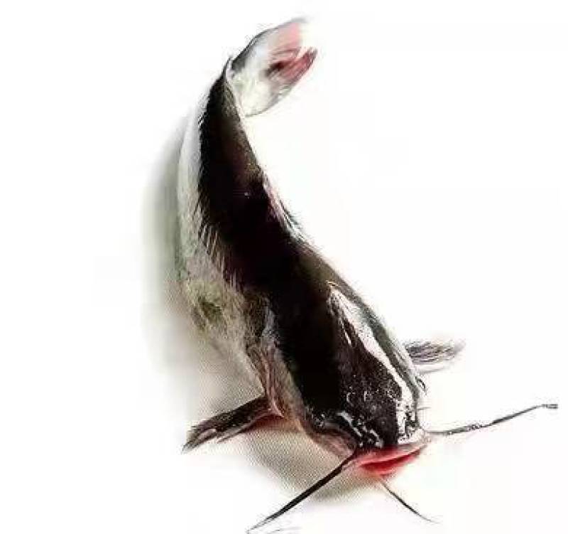 鲤鱼