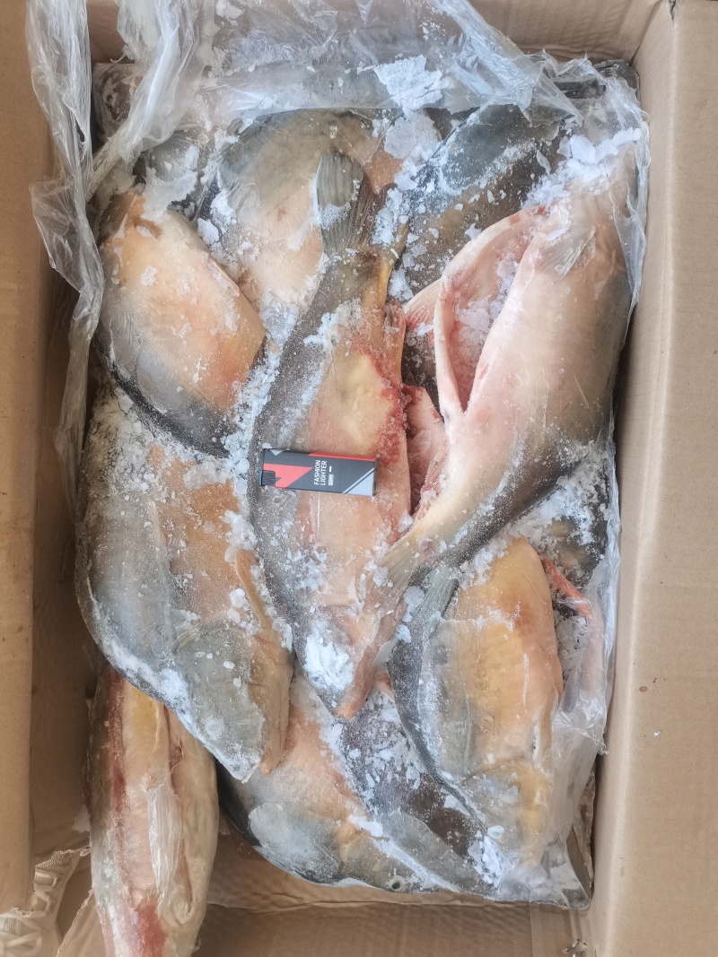 鲤鱼