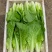 快菜小白菜基地直供,常年有货,代发/代办一条龙服务