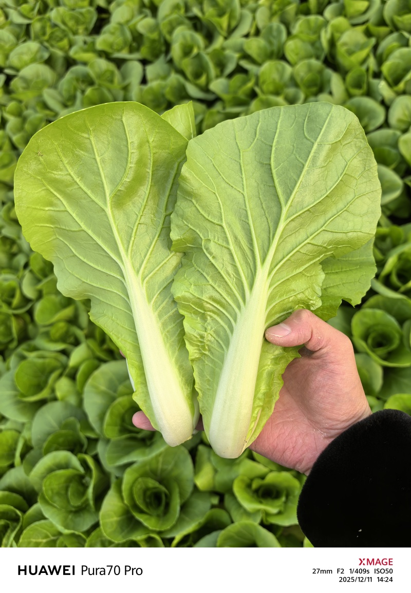 快菜小白菜基地直供，常年有货，代发/代办一条龙服务