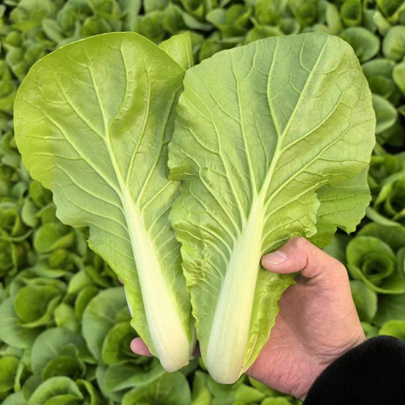 快菜小白菜基地直供，常年有货，代发/代办一条龙服务