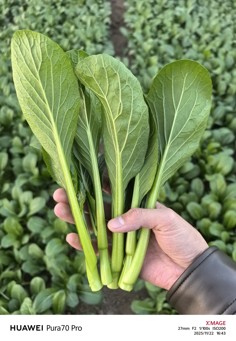 迟菜心，广东菜心，产地直发，常年有货，代发代办