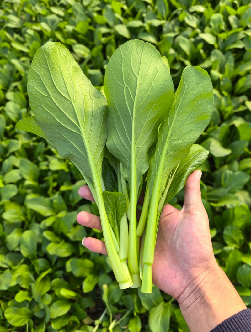 迟菜心，广东菜心，产地直发，常年有货，代发代办