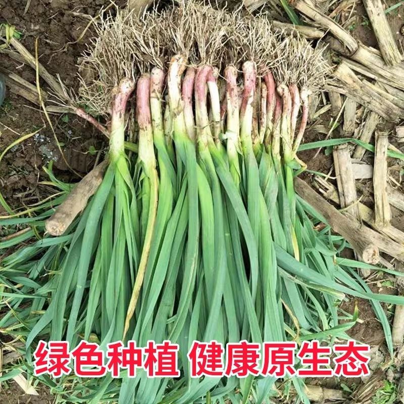 精品红根蒜苗蒜苗可扒皮大量供应可视频看货欢迎来电采