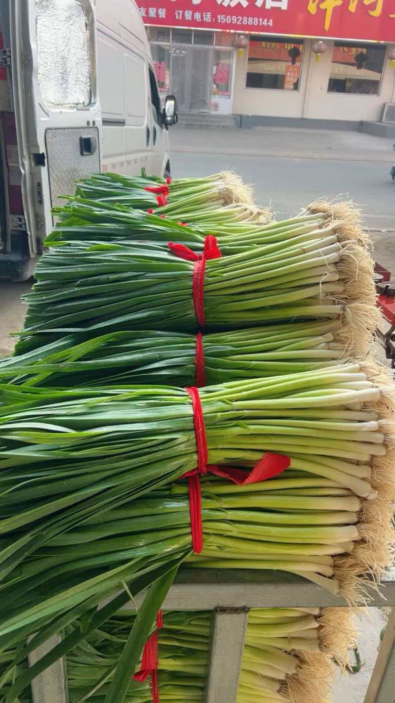 精品红根蒜苗蒜苗可扒皮大量供应可视频看货欢迎来电采