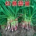 精品红根蒜苗蒜苗可扒皮大量供应可视频看货欢迎来电采